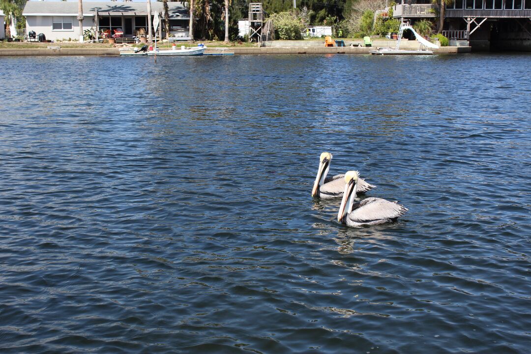 Water and Land Birds