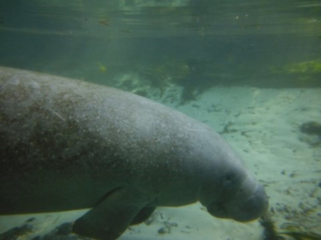 weeki wachee Manatee