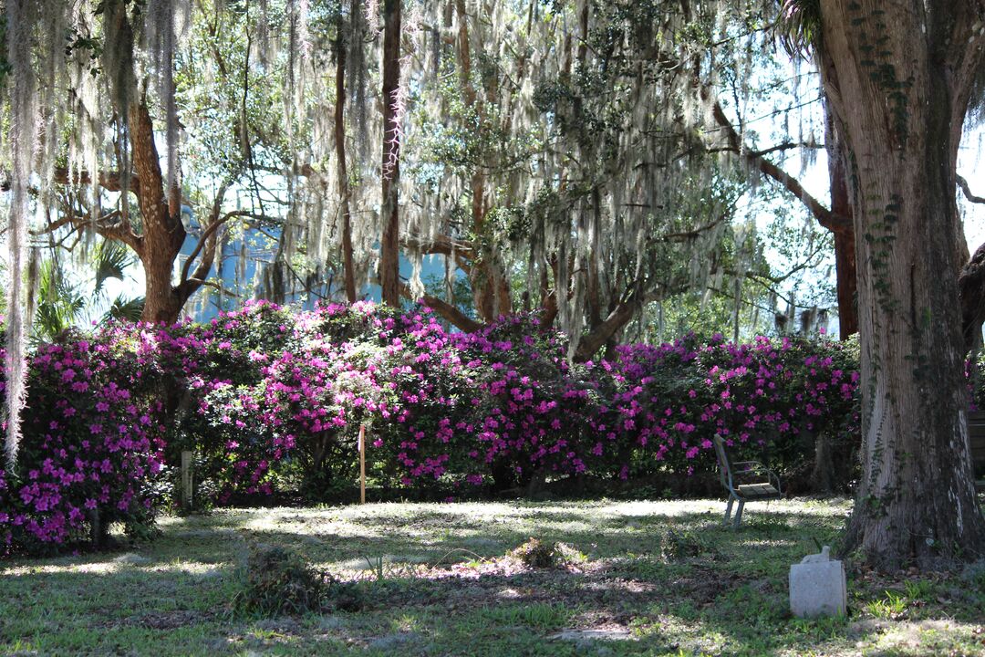 Chinsegut Azaleas