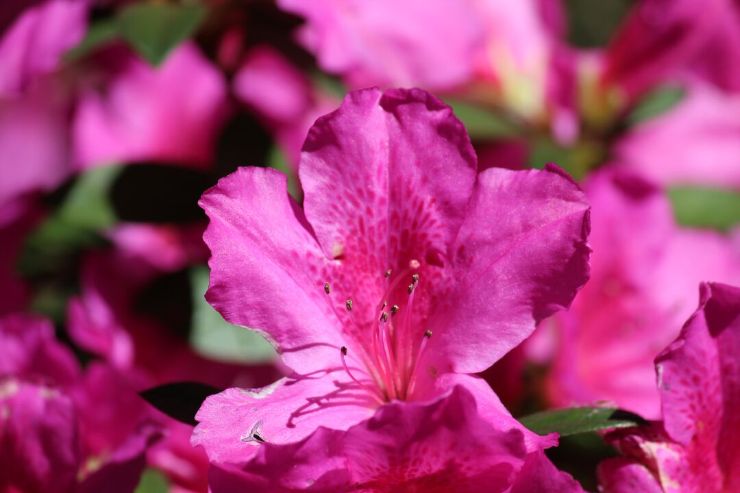 Chinsegut Azaleas