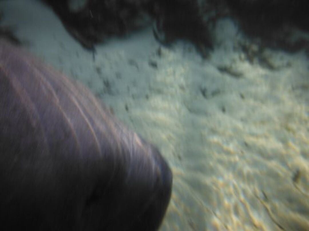 weeki wachee Manatee