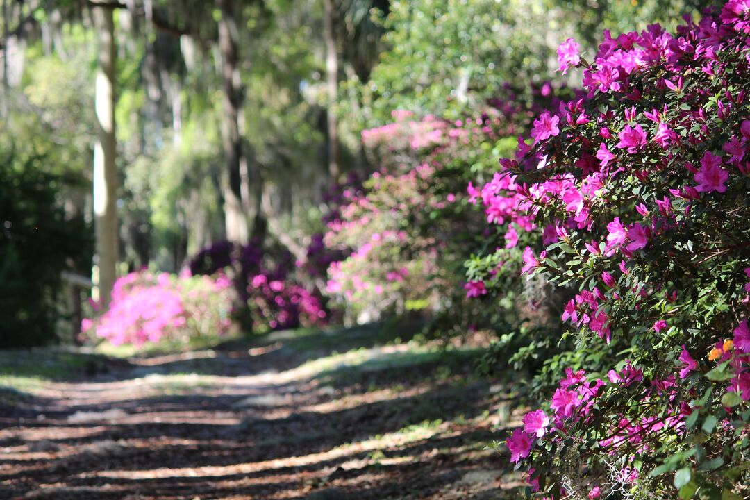 Chinsegut Azaleas