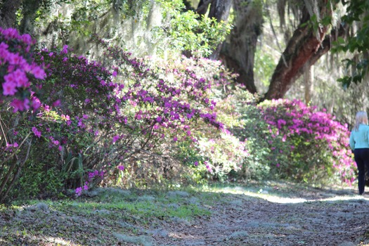 Chinsegut Azaleas