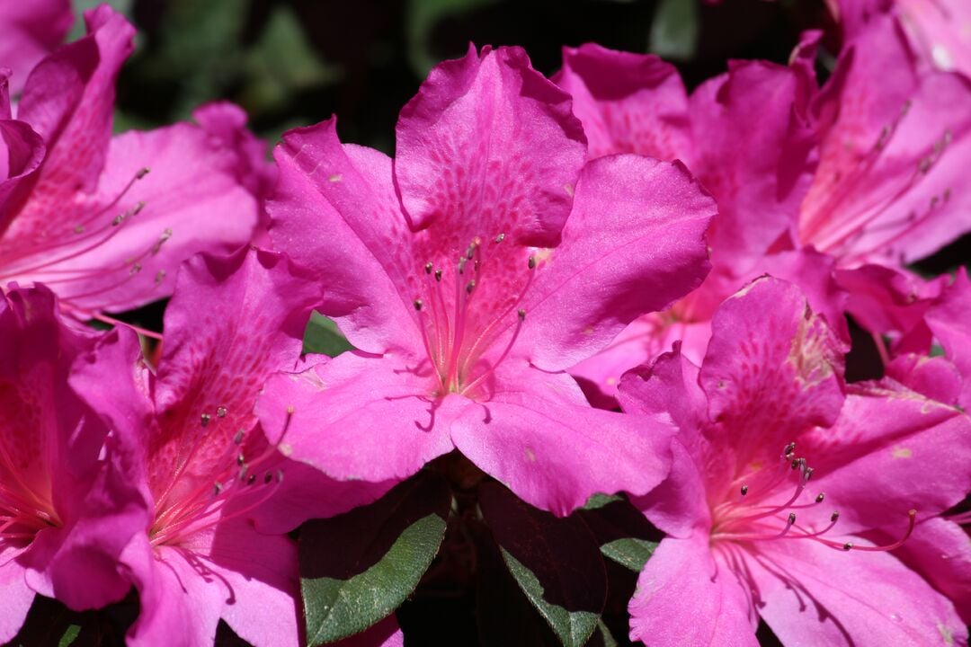 Chinsegut Azaleas