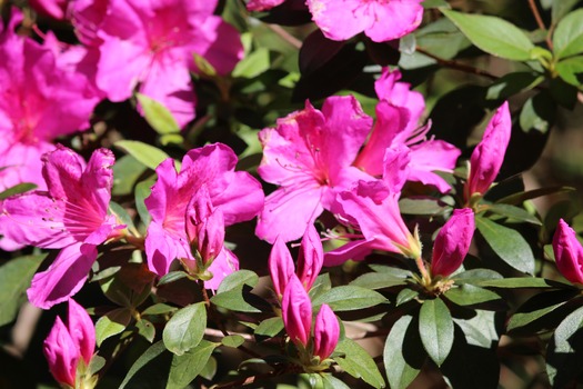 Chinsegut Azaleas