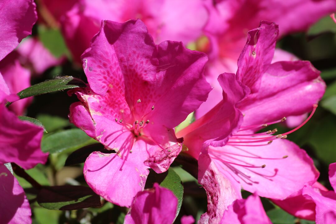 Chinsegut Azaleas