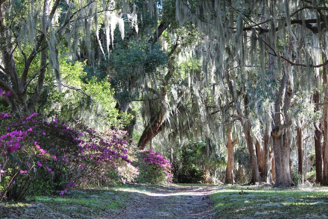 Chinsegut Azaleas