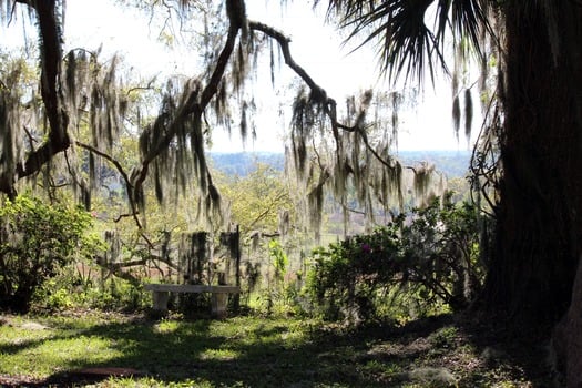 Chinsegut Trees