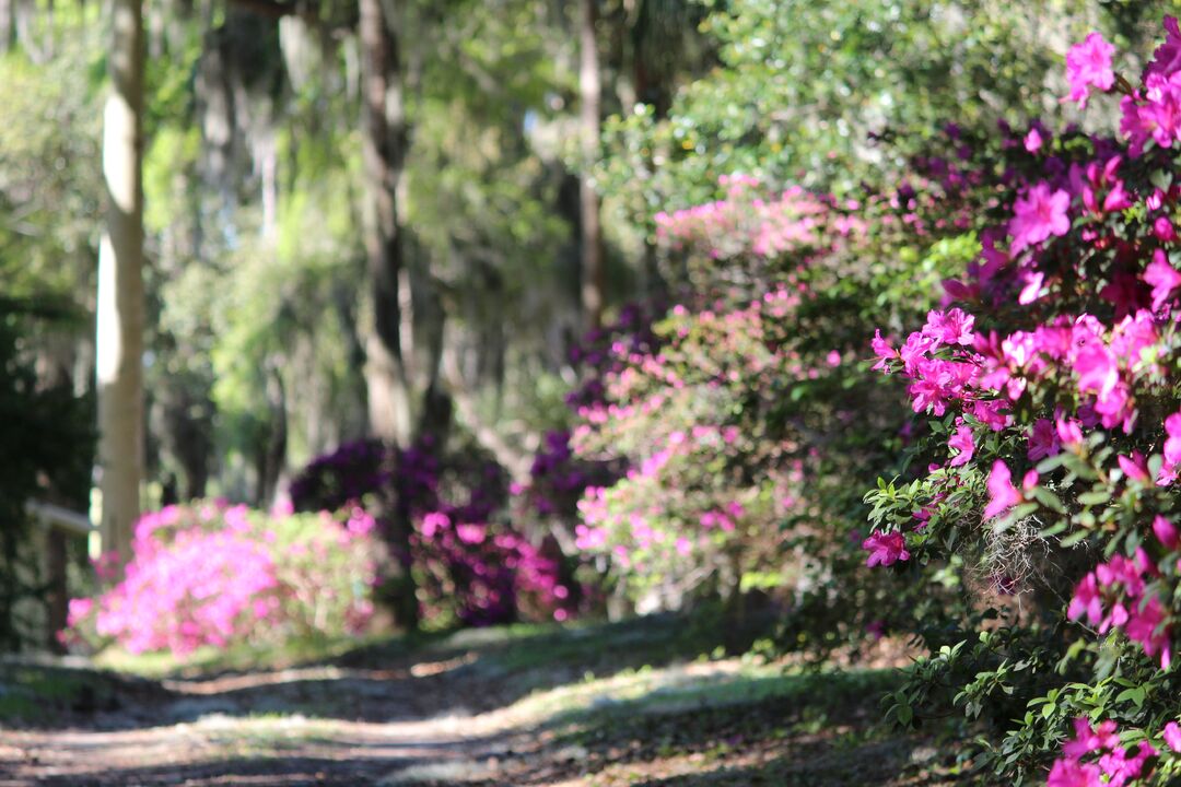 Chinsegut Azaleas