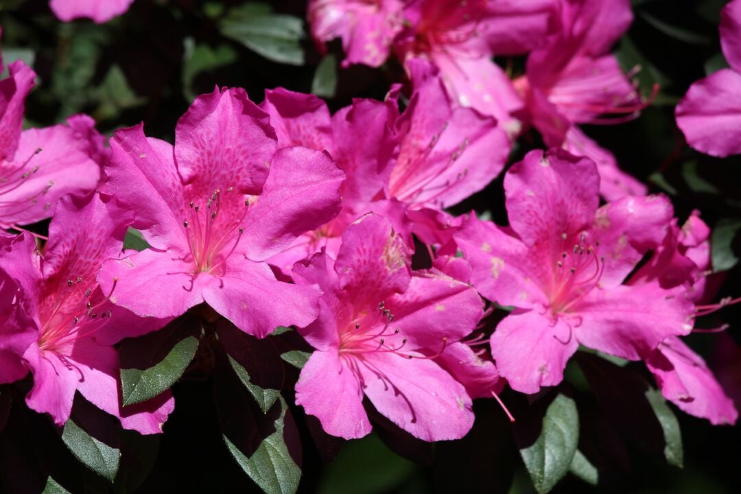 Chinsegut Azaleas