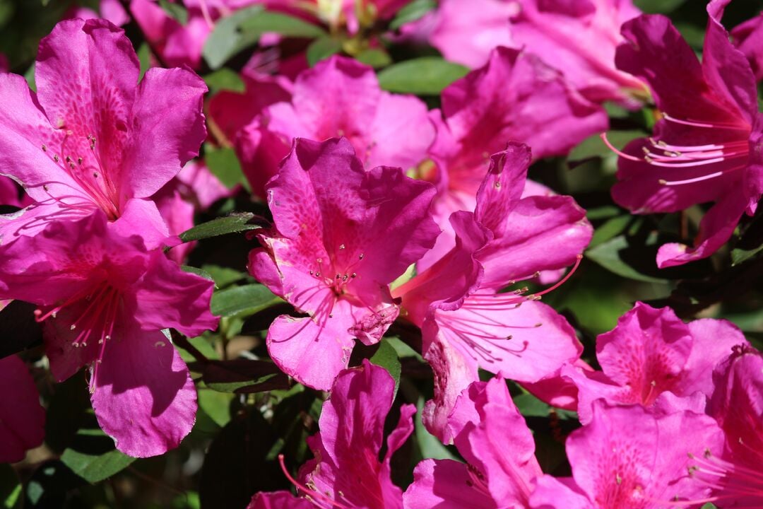 Chinsegut Azaleas