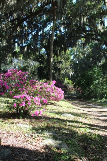 Chinsegut Azaleas