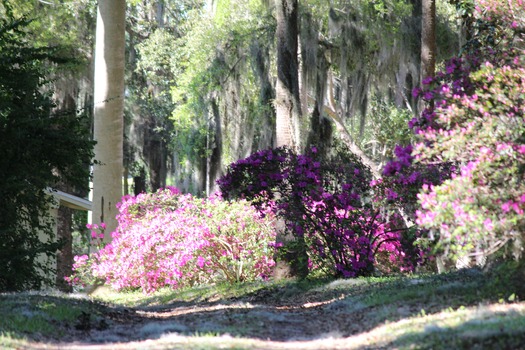 Chinsegut Azaleas