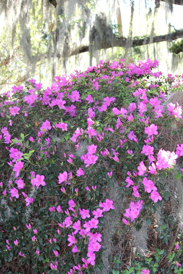 Chinsegut Azaleas