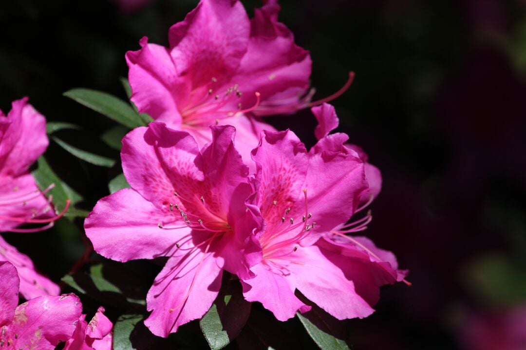 Chinsegut Azaleas