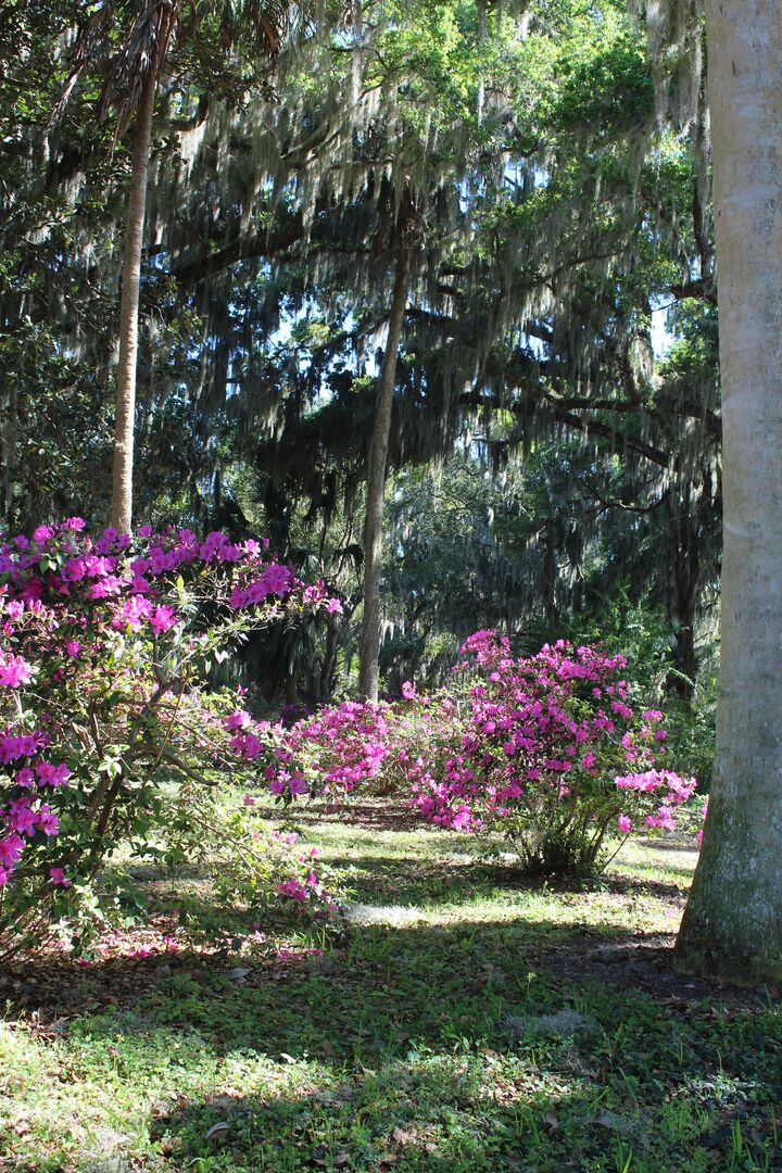 Chinsegut Azaleas