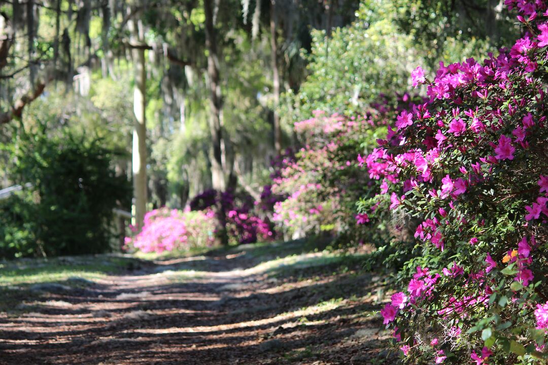 Chinsegut Azaleas