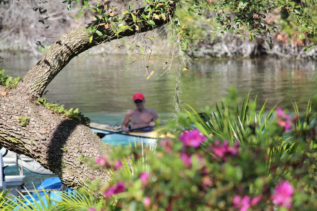 Kayaker behind azaleas