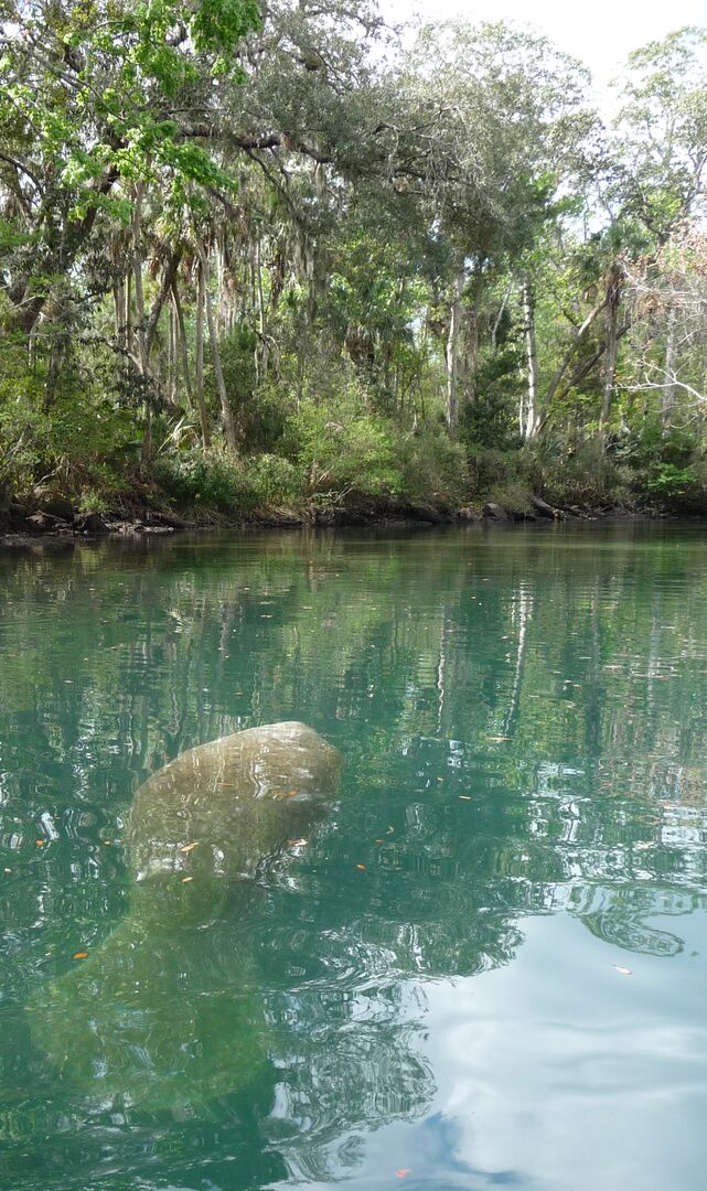 Manatee-Hospital Hole