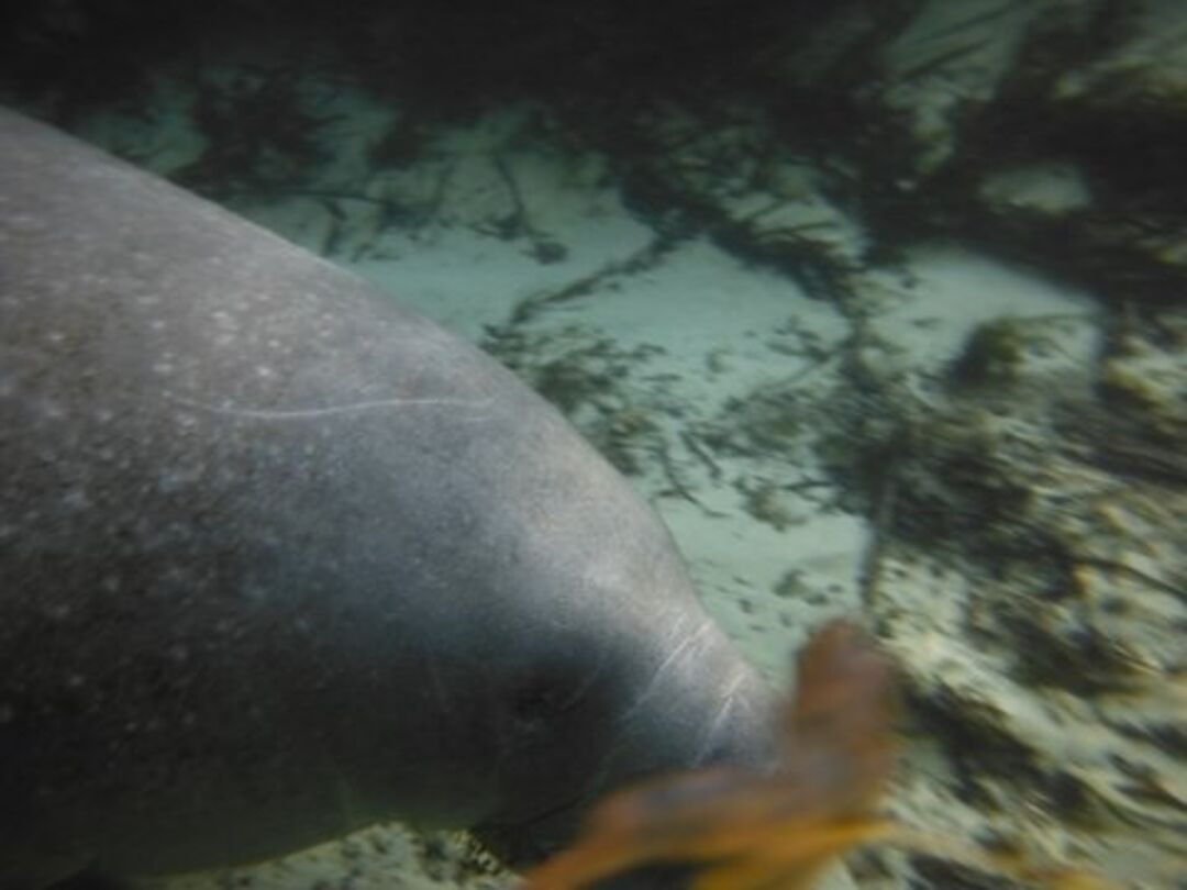 weeki wachee Manatee