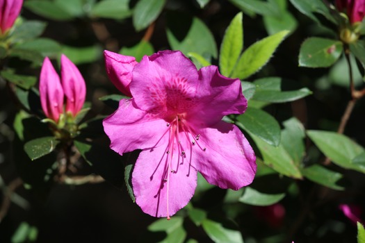 Chinsegut Azaleas