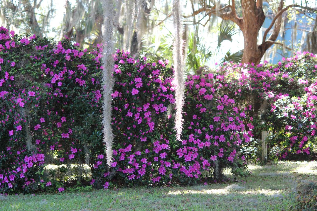 Azaleas, Chinsegut Hill Retreat, Brooksville