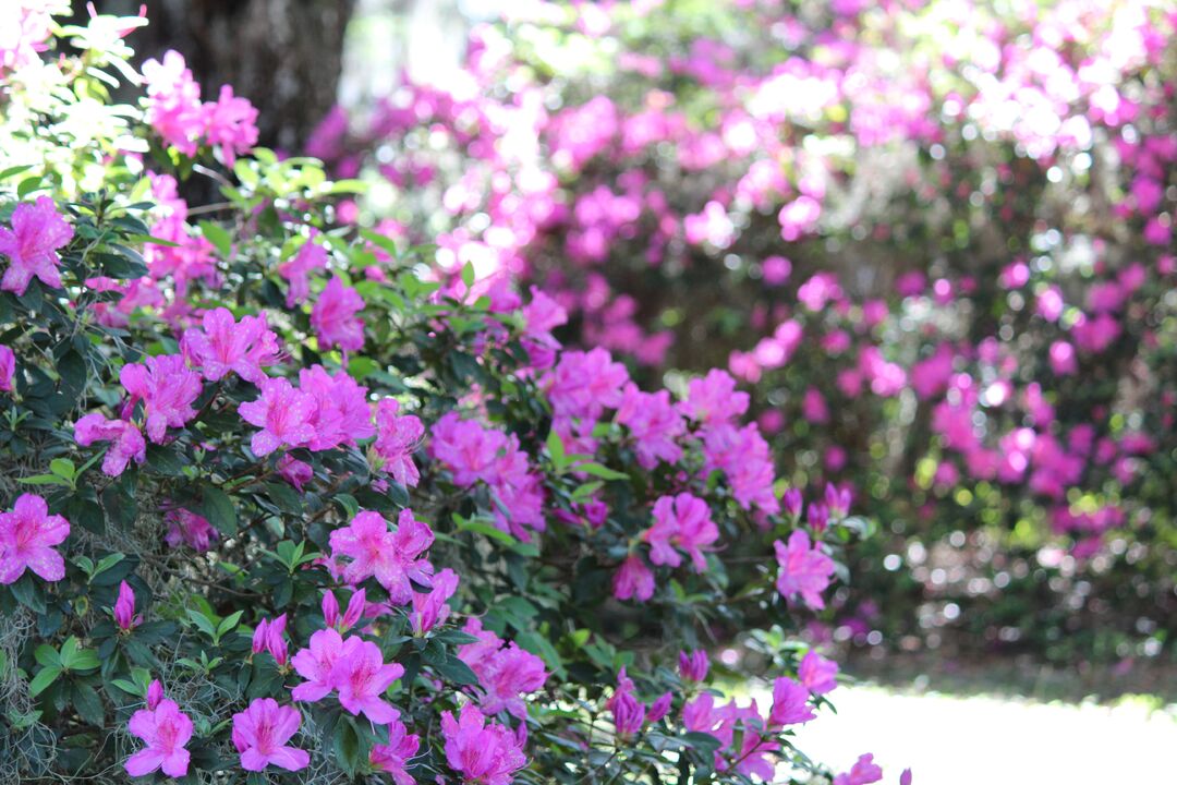 Chinsegut Azaleas