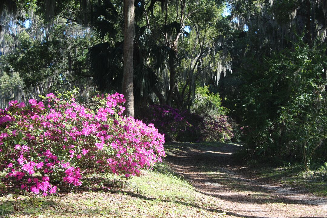 Azaleas, Chinsegut Hill Retreat, Brooksville