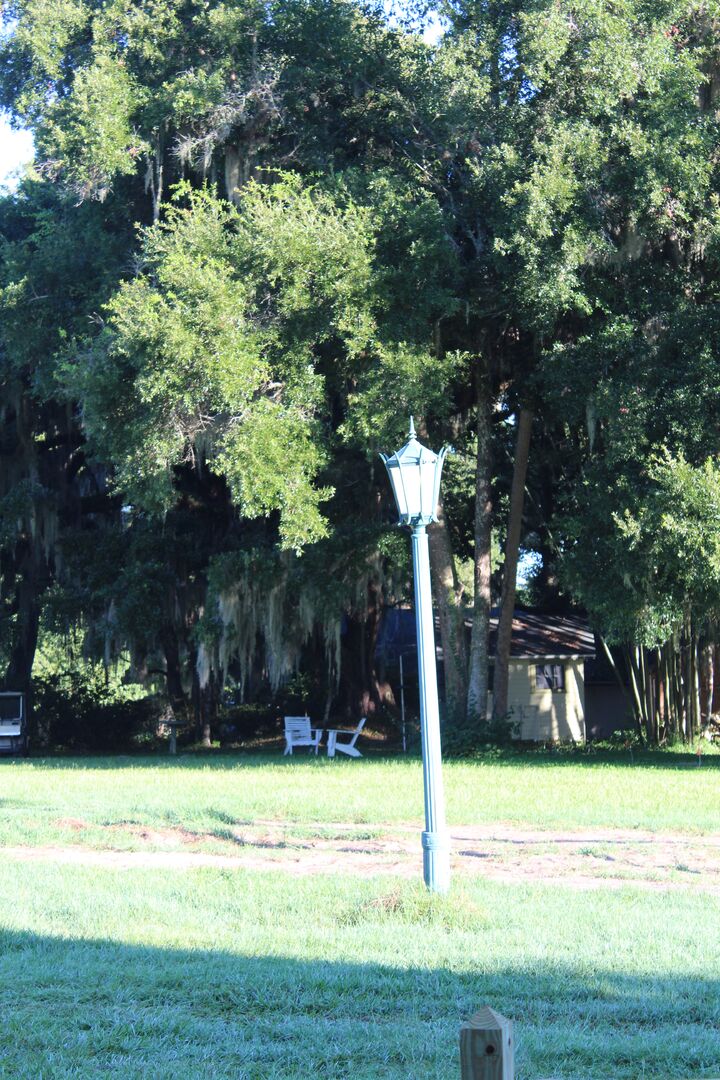 Chinsegut Trees