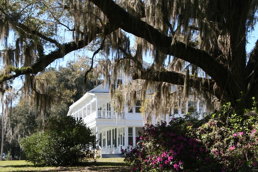 Chinsegut Azaleas