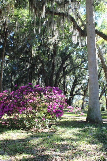 Chinsegut Azaleas