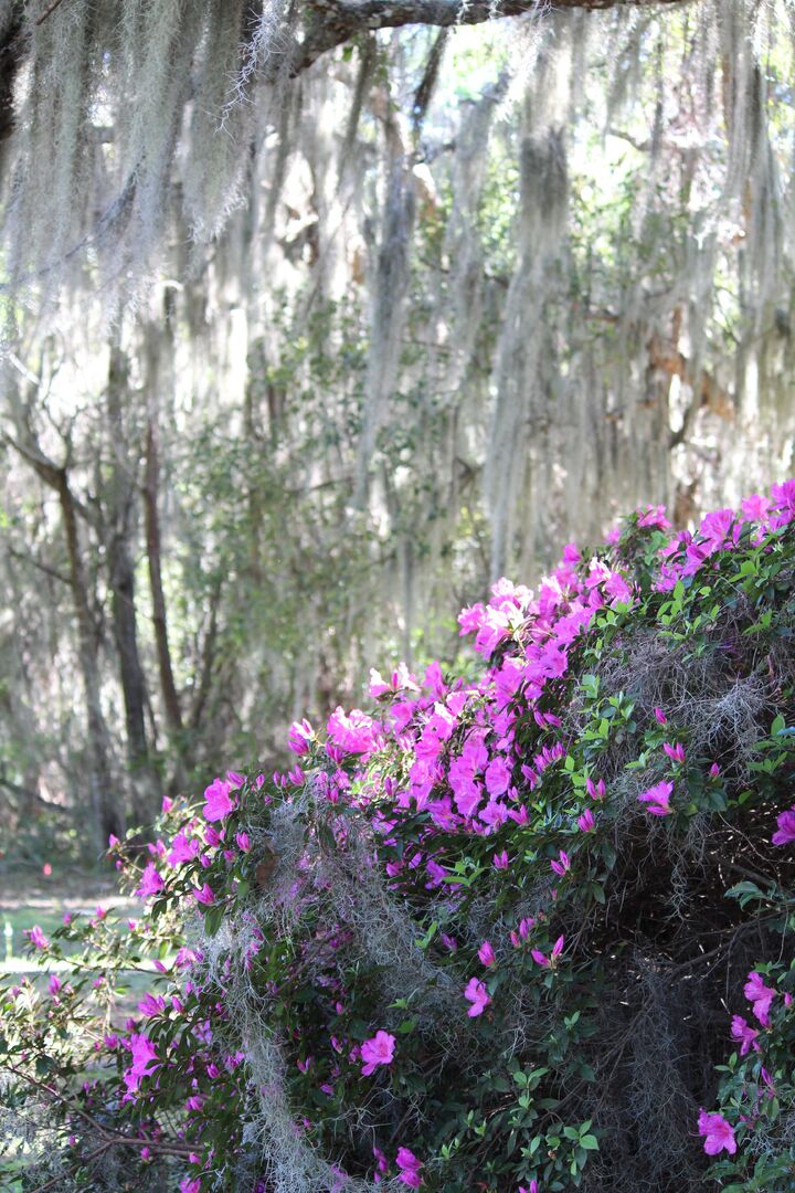 Chinsegut Azaleas