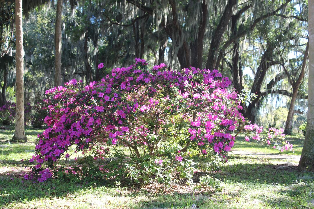 Chinsegut Azaleas