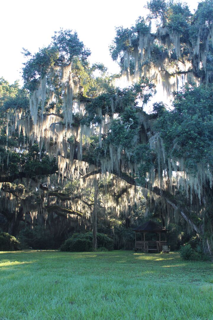 Chinsegut Trees