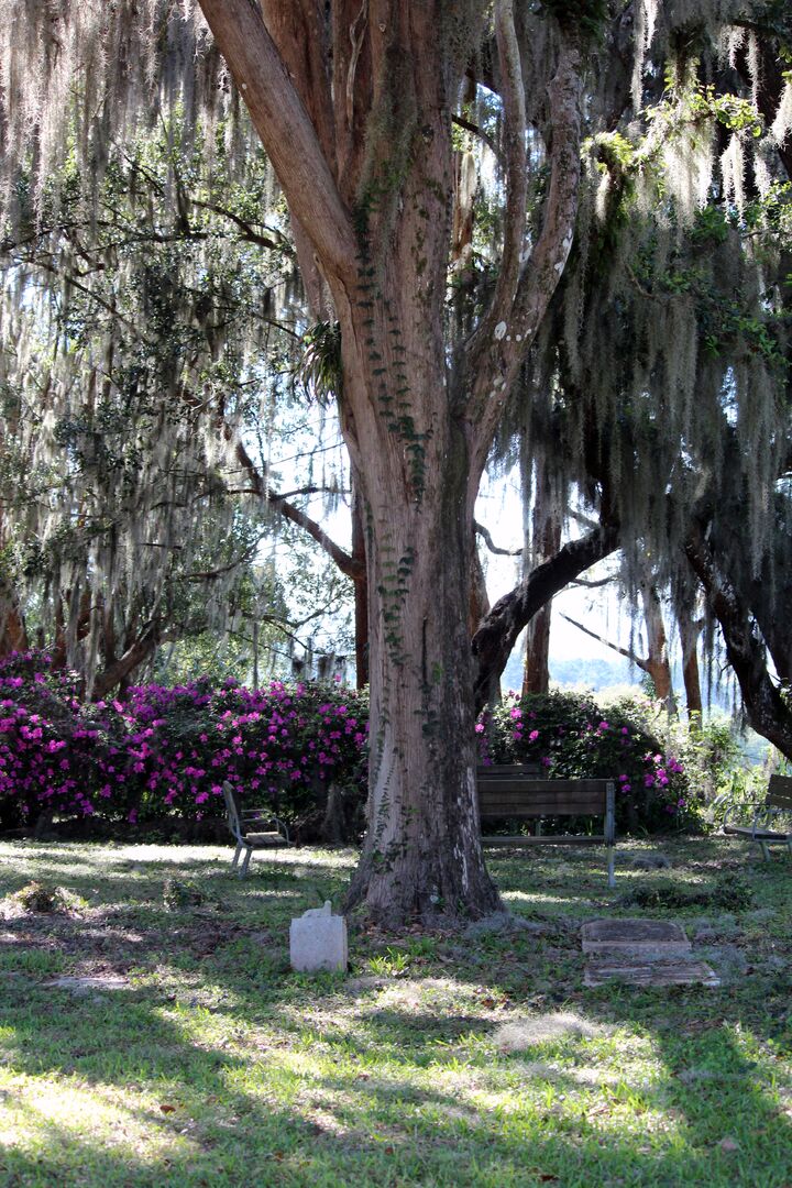 Chinsegut Azaleas