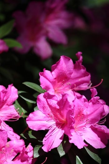 Chinsegut Azaleas