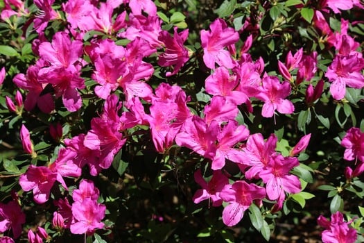 Chinsegut Azaleas