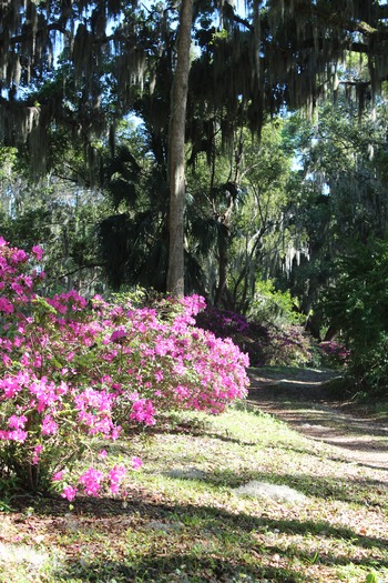 Chinsegut Azaleas