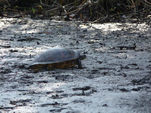 Turtle  WW River