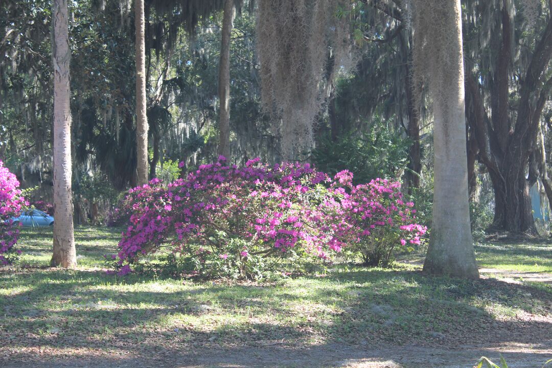 Chinsegut Azaleas