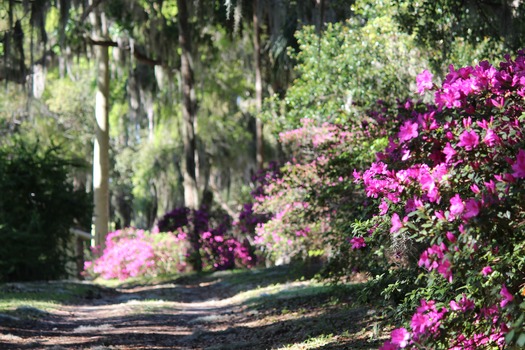 Chinsegut Azaleas