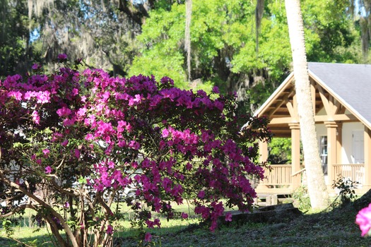 Chinsegut Azaleas