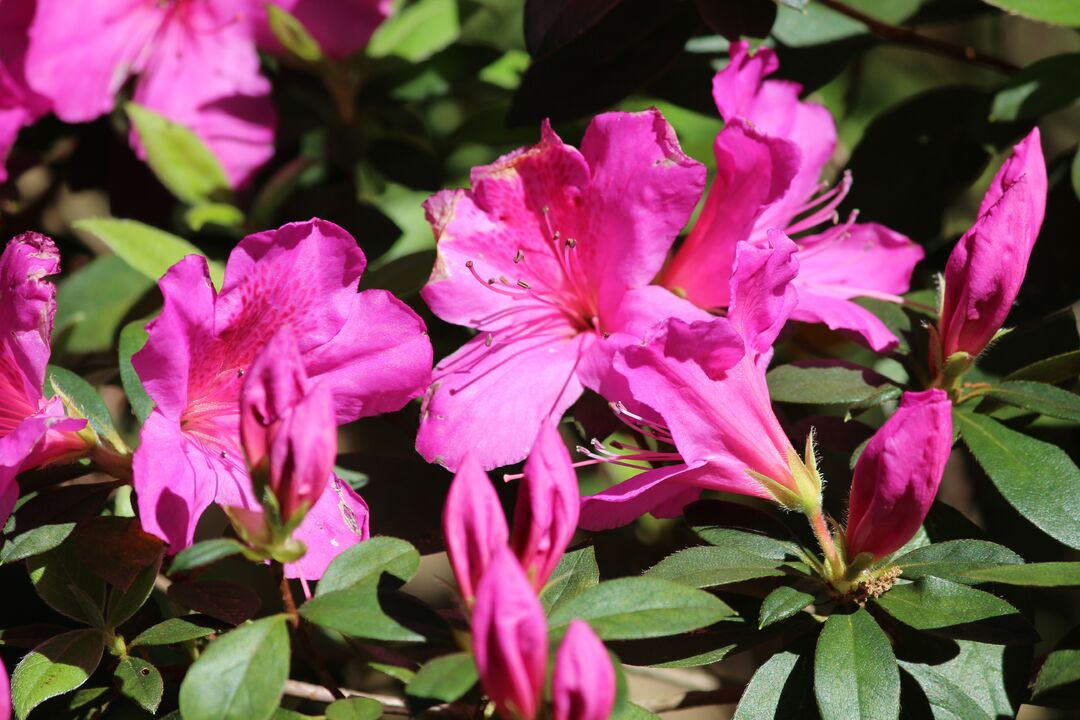 Chinsegut Azaleas