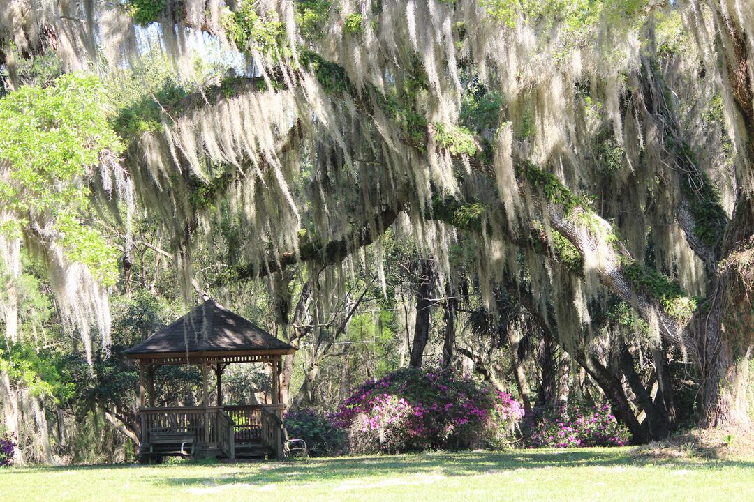 Chinsegut Trees