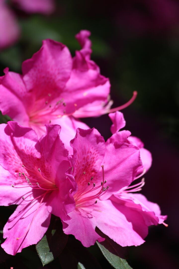 Chinsegut Azaleas