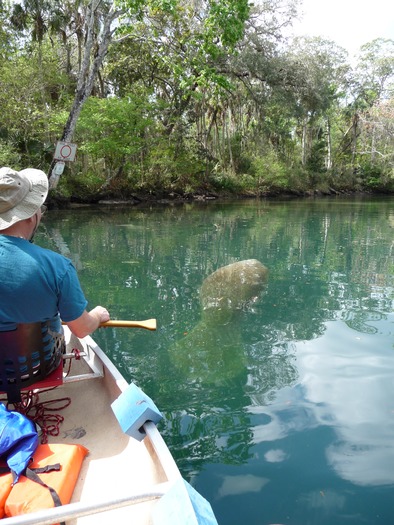 Manatee at Hosp Hole