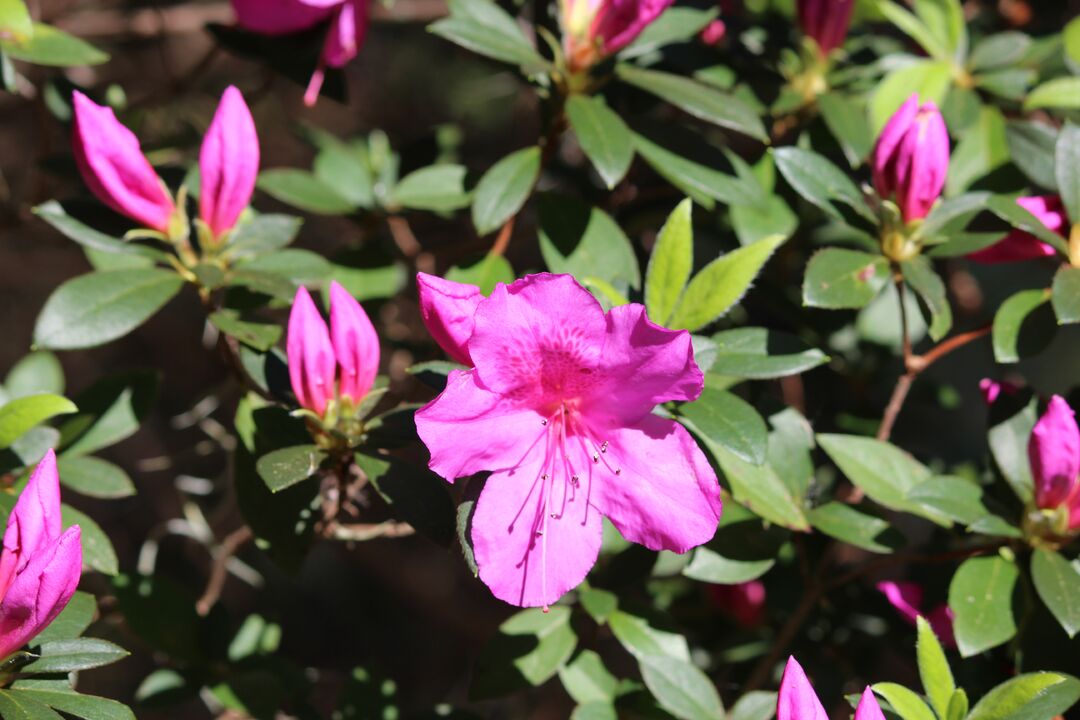 Chinsegut Azaleas