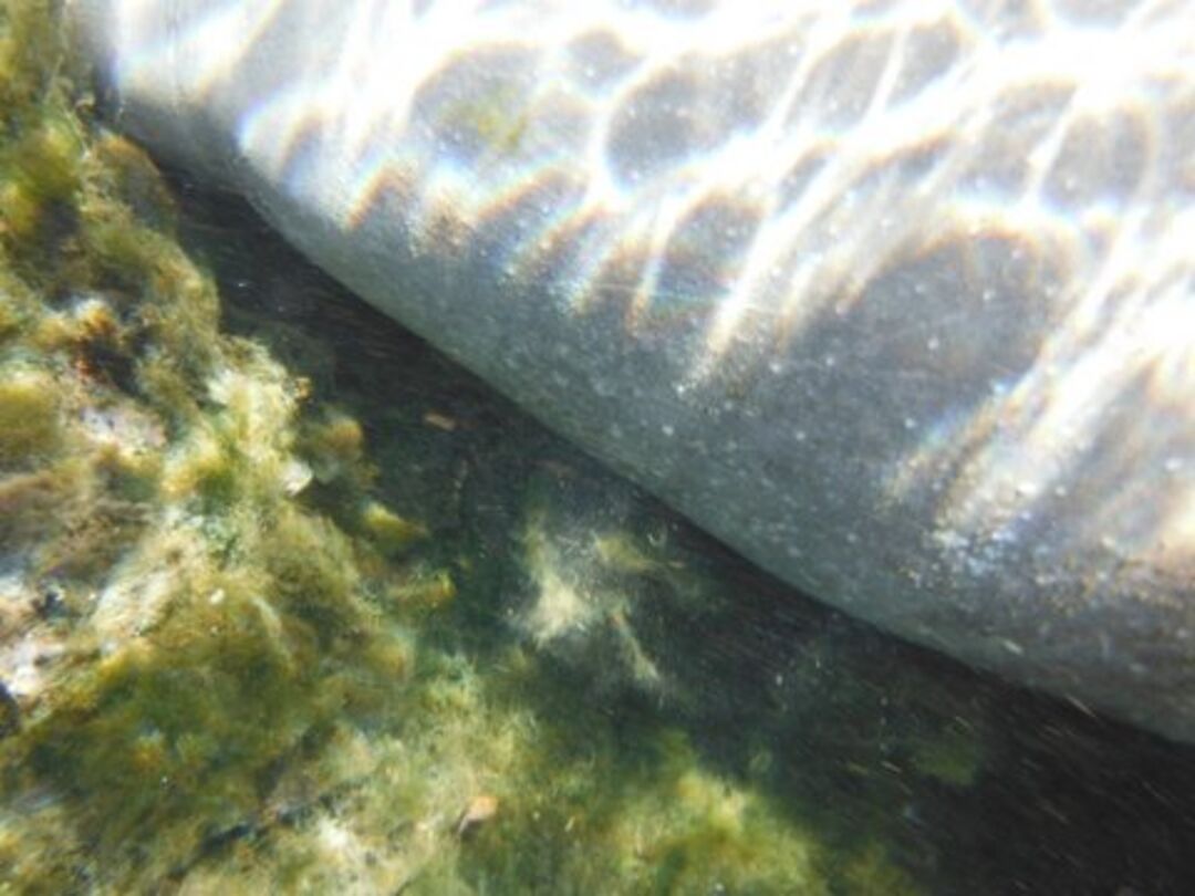 weeki wachee Manatee