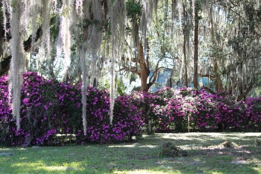 Chinsegut Azaleas