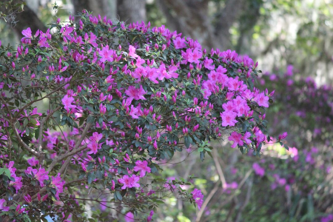Chinsegut Azaleas